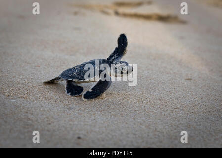 Eine frisch geschlüpfte Schildkröte macht ein Strich für den Ozean auf der Insel Lamu, Kenia, 10. August 2018. Stockfoto