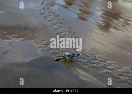 Eine frisch geschlüpfte Schildkröte macht ein Strich für den Ozean auf der Insel Lamu, Kenia, 10. August 2018. Stockfoto