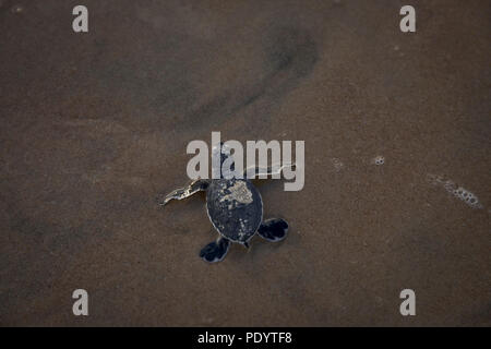 Eine frisch geschlüpfte Schildkröte macht ein Strich für den Ozean auf der Insel Lamu, Kenia, 10. August 2018. Stockfoto