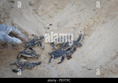 Frisch geschlüpfte Schildkröten sind dazu beigetragen, durch die eine Person macht ein Strich für den Ozean auf der Insel Lamu, Kenia, 10. August 2018. Stockfoto