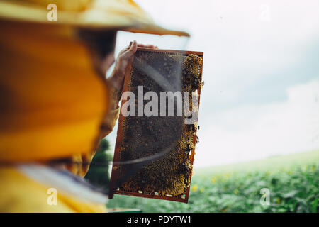 Suchen in Arbeit der Honigbienen. Rahmen aus dem Bienenstock gefüllt mit Honig Stockfoto