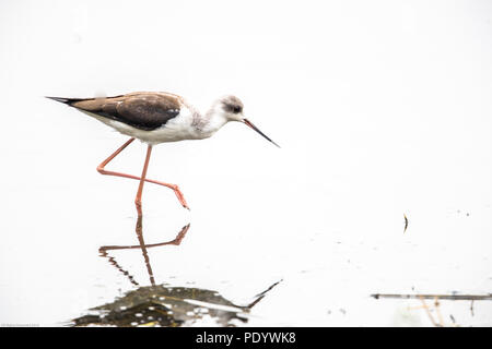 Porträt von Vogel - Black Winged Stelzen (Himantopus Himantopus) Stockfoto