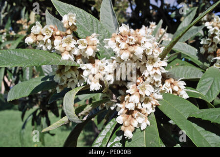 Blumen und Blätter der Japanische Mispel Baum, Eriobotrya japonica Stockfoto