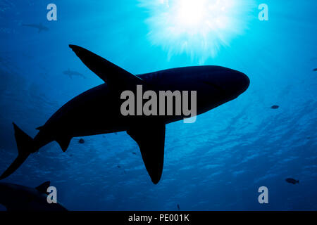 Schwarzspitzen-Riffhaie, Carcharhinus Melanopterus, Yap, Mikronesien. Stockfoto