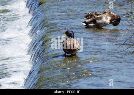 Die jolley Sailor Saltford Stockfoto