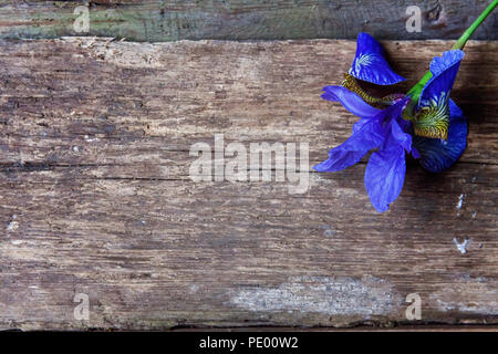 Purple Iris Blumen auf Braun alte schäbige rustikalen Holzmöbeln Hintergrund und Platz für Text copyspace Stockfoto