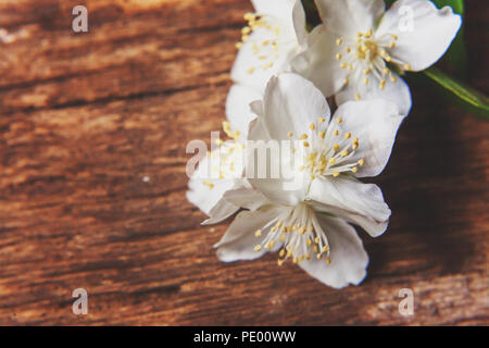 Die weißen Blüten des Jasmin auf Braun alte schäbige rustikalen Holzmöbeln Hintergrund closeup Stockfoto