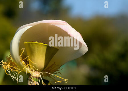 Sacred lotus - (Nelumbo Nucifera) Lotus sacré Stockfoto