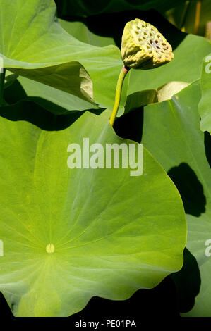 Sacred lotus - (Nelumbo Nucifera) Lotus sacré Stockfoto