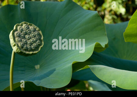 Sacred lotus - (Nelumbo Nucifera) Lotus sacré Stockfoto
