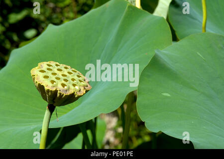 Sacred lotus - (Nelumbo Nucifera) Lotus sacré Stockfoto