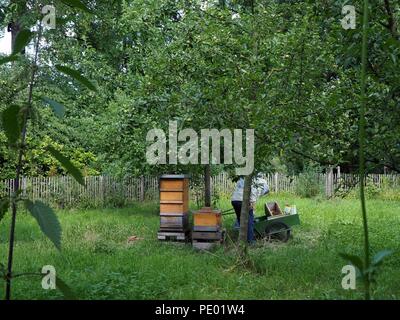 Imker bei der Arbeit unter einer grünen Baum auf einer grünen Wiese Stockfoto