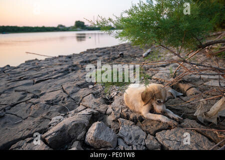 Eine kleine Obdachlose Welpen am Ufer des Flusses Stockfoto