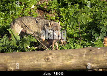 Europäische Grauer Wolf (Canis lupus) - Erwachsene und Pup im Mund - Verkehr Loup d'Europa Stockfoto