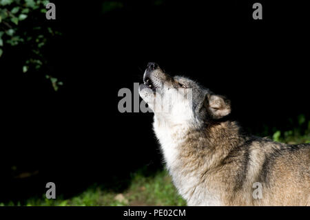 Europäische Grauer Wolf (Canis lupus) - Heulen Loup d'Europa Stockfoto
