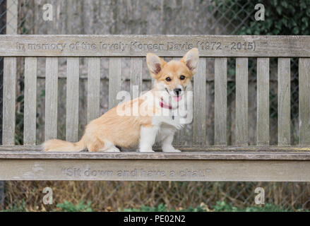 Monat 4 alten Welsh Corgi Pembroke Welpen auf einem Spaziergang in der Natur, Oxfordshire, Großbritannien Stockfoto