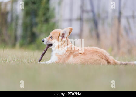 Monat 4 alten Welsh Corgi Pembroke Welpen auf einem Spaziergang in der Natur, Oxfordshire, Großbritannien Stockfoto