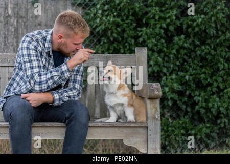 Monat 4 alten Welsh Corgi Pembroke Welpen auf einem Spaziergang mit ihren männlichen Eigentümer in der Landschaft, Oxfordshire, UK Stockfoto