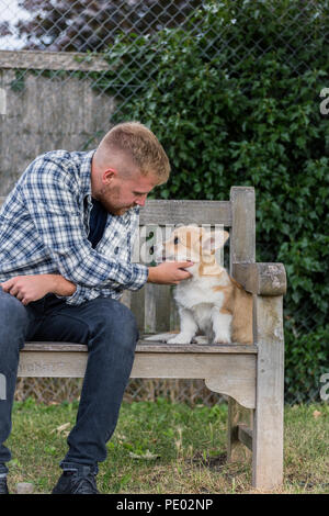 Monat 4 alten Welsh Corgi Pembroke Welpen auf einem Spaziergang mit ihren männlichen Eigentümer in der Landschaft, Oxfordshire, UK Stockfoto