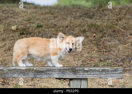 Monat 4 alten Welsh Corgi Pembroke Welpen auf einem Spaziergang in der Natur, Oxfordshire, Großbritannien Stockfoto