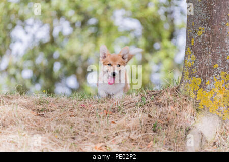 Monat 4 alten Welsh Corgi Pembroke Welpen auf einem Spaziergang in der Natur, Oxfordshire, Großbritannien Stockfoto