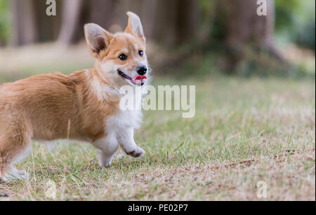 Monat 4 alten Welsh Corgi Pembroke Welpen auf einem Spaziergang in der Natur, Oxfordshire, Großbritannien Stockfoto