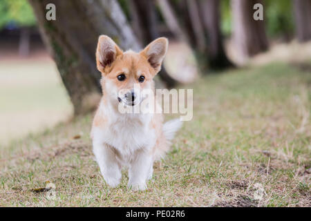 Monat 4 alten Welsh Corgi Pembroke Welpen auf einem Spaziergang in der Natur, Oxfordshire, Großbritannien Stockfoto