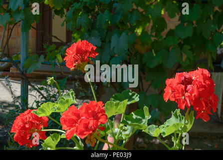 Close-up vier Blütenstand der hellen Scarlet pelargonium Blumen auf Dunkelgrün Rebsorten Hintergrund im Sommer Sonnenlicht im Garten. Stockfoto