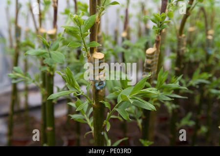 Das Pfropfen auf junge willow Bäume im Gewächshaus Stockfoto