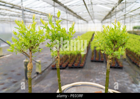 Das Pfropfen auf junge willow Bäume im Gewächshaus Stockfoto