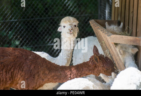 Weißen und Braunen Lamas im Zoo Stockfoto
