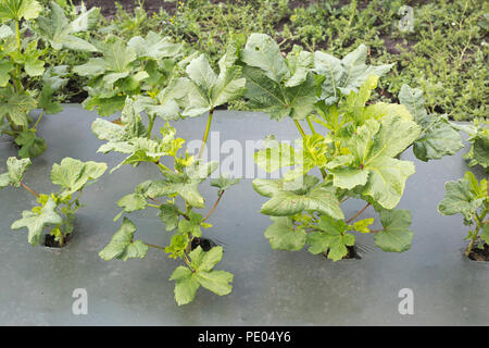 Okra in Bauernhof Feld. Die Kunststoffabdeckung über dem Boden verhindert Unkrautbewuchs und schont die Feuchtigkeit. Stockfoto