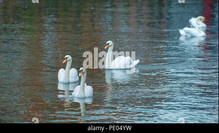 Drei weiße Schwäne auf dem See Stockfoto