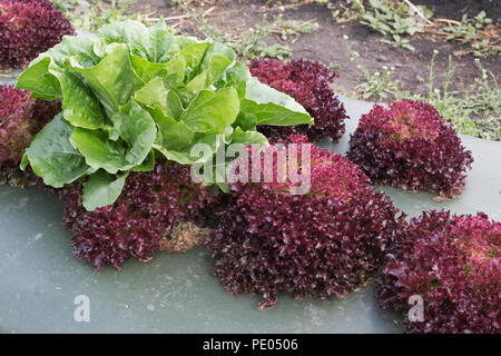 Rote eiche und romaine Kopfsalat wächst in Bauernhof Feld. Die Kunststoffabdeckung über dem Boden verhindert Unkrautbewuchs und schont die Feuchtigkeit. Stockfoto