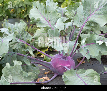 Kohlrabi (Brassica oleracea) wachsen in der Bauernhof Feld. Die Kunststoffabdeckung über dem Boden verhindert Unkrautbewuchs und schont die Feuchtigkeit. Stockfoto