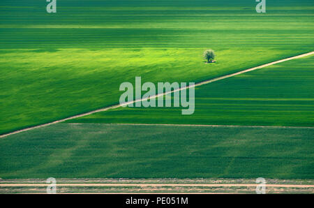 Allein Baum in der Mitte der Ein grünes Feld Stockfoto