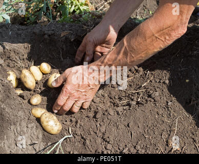 Farmer erntet gelbe Baby-Kartoffeln der Sorte Erika aus schwarzem Chernozem-Boden in einem kanadischen Bauerngarten im Zentrum von Alberta, Kanada. Nahaufnahme. Stockfoto