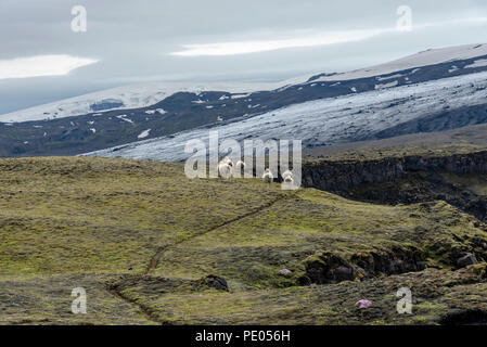 Schafe in Island Stockfoto