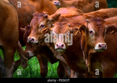 Limousin Rinder in einem Feld in der Nähe von Sarlat-La-Caneda in der Dordogne in Frankreich Stockfoto