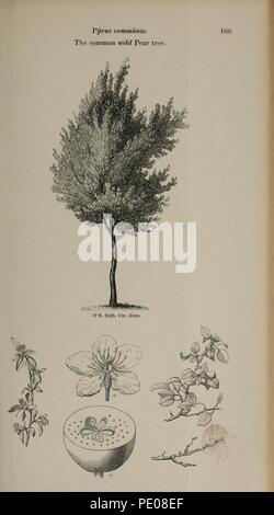 Arboretum et Fruticetum Britannicum, oder (Platte 166) Stockfoto