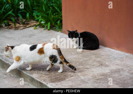 Zwei schöne streunende Katzen leben zusammen in einem Park Stockfoto