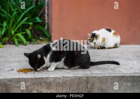 Zwei streunende Katzen, die in einem Park essen Stockfoto
