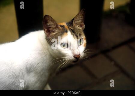 Foto eines Erwachsenen weisse Katze in die Kamera schaut Stockfoto