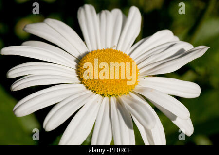 Gemeinsame Daisy, aka Oxeye Daisy, Ox-eye Daisy (Leucanthemum vulgare) - USA Stockfoto