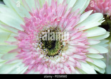 Weiß und rosa Chrysantheme, Blume, Garten, der von der Bucht, Singapur Stockfoto