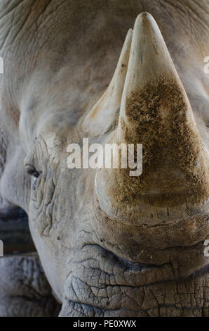 Nashorn liegend auf der Wiese im Thai Park. Stockfoto