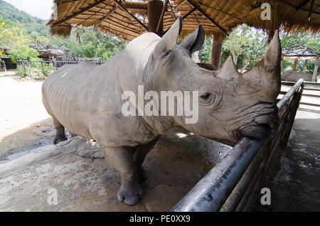 Nashorn liegend auf der Wiese im Thai Park. Stockfoto