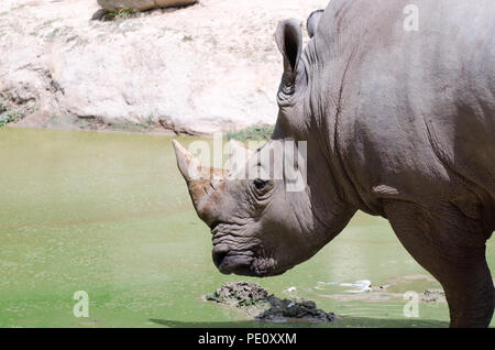 Nashorn liegend auf der Wiese im Thai Park. Stockfoto