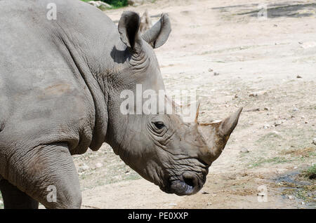 Nashorn liegend auf der Wiese im Thai Park. Stockfoto