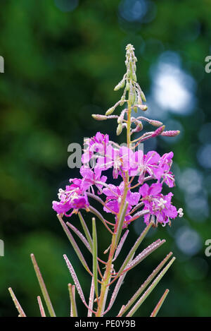 Chamaenerion angustifolium, häufig in Nordamerika bekannt als Fireweed, in einigen Teilen von Kanada als große Weidenröschen, und in Großbritannien als rosebay willowh Stockfoto